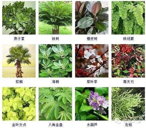 觀賞葉植物|100種常見觀葉植物圖鑑，史上最全！